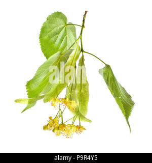 Close up macro of linden (Tilia platyphyllos / cordata) leaves and flowers, isolated on white background. Stock Photo