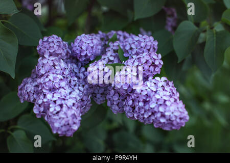 Shallow depth of field (only few flowers in focus) photo of violet common lilac (Syringa vulgaris) blossom in shade, with dark green leaves in back. A Stock Photo