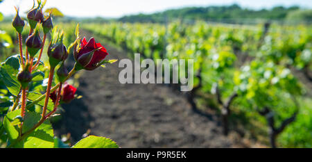Red roses and wood post with vines in Bordeaux vineyard. New grape buds and young leafs in spring growing with roses in Saint Emilion vineyard Stock Photo