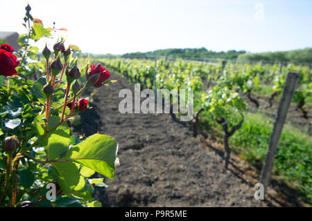 Red roses and wood post with vines in Bordeaux vineyard. New grape buds and young leafs in spring growing with roses in Saint Emilion vineyard Stock Photo