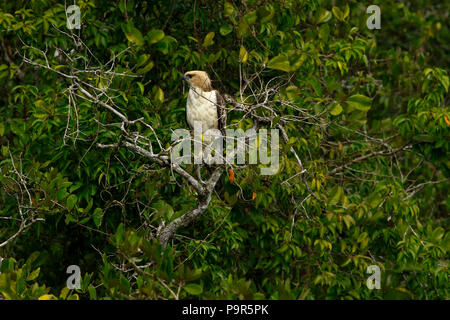 Changeable hawk-eagle or crested hawk-eagle (Nisaetus cirrhatus) sitting on a branch in Sundarbans, Bangladesh Stock Photo