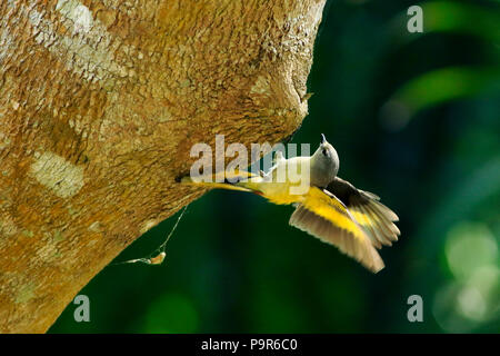 Small minivet (Pericrocotus cinnamomeus) in Sundarbans, Bangladesh. Stock Photo