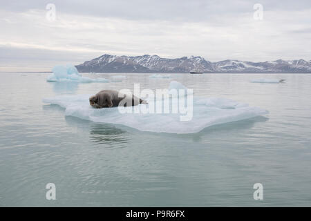 Bearded Seal (Erignathus barbatus) on Ice Floe, Svalbard Stock Photo