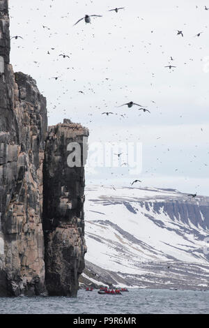 Crowded Arctic Bird Cliffs at Alkefjellet, Svalbard Stock Photo