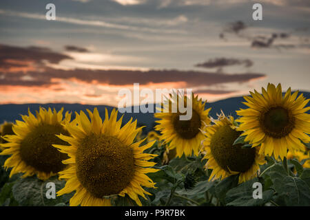 Sunflowers at the orange reddish sunset Stock Photo