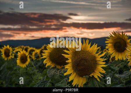 Sunflowers at the orange reddish sunset Stock Photo