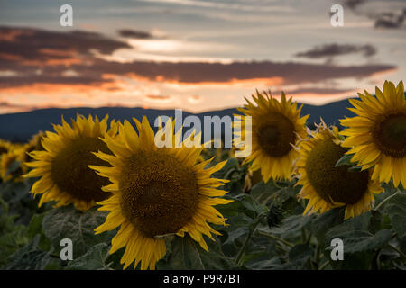 Sunflowers at the orange reddish sunset Stock Photo