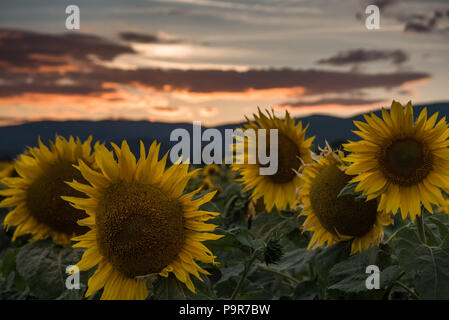 Sunflowers at the orange reddish sunset Stock Photo