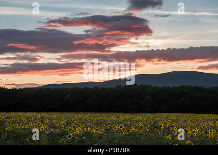 Sunflowers at the orange reddish sunset Stock Photo