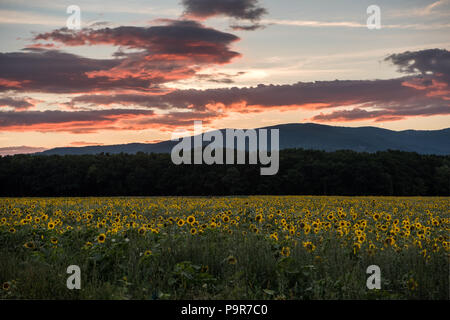 Sunflowers at the orange reddish sunset Stock Photo