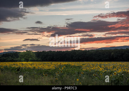 Sunflowers at the orange reddish sunset Stock Photo