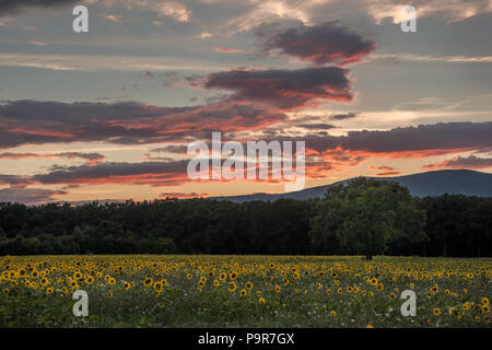 Sunflowers at the orange reddish sunset Stock Photo
