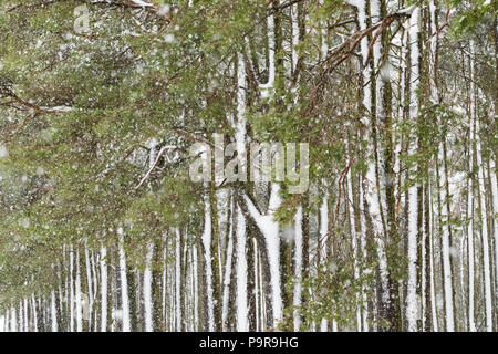 snow on tree trunks - Scotland, UK Stock Photo