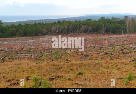 steep sea coast, overgrown coast, Baltic sea coast Stock Photo - Alamy