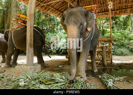 Tamed large elephants with saddle standing at zoo. Stock Photo