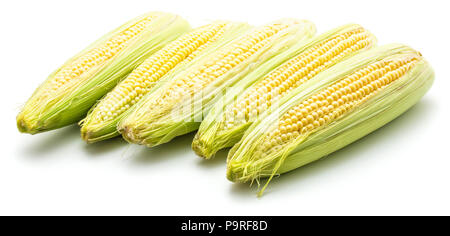 Fresh corn ears in row isolated on white background Stock Photo