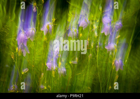 Bluebell abstractions, Campanula rotundifolia, at the island Dillingøy in the lake Vansjø, Østfold, Norway. Stock Photo