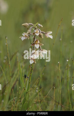 Epipactis palustris (Marsh Helleborine) Stock Photo