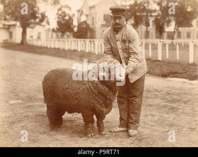 282 Carnero premiado cuidador 1890 Stock Photo