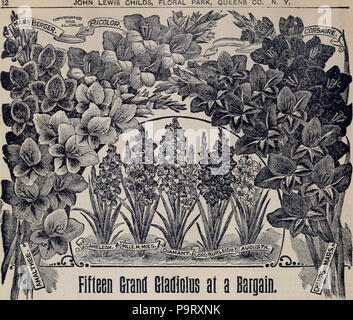 306 Childs' rare flowers, vegetables, and fruits (1898) (20613253721) 306 Childs' rare flowers, vegetables, and fruits (1898) (20613253721)
