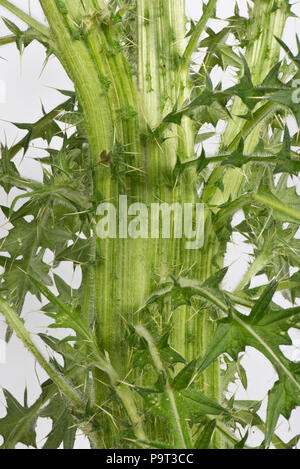 Stem flattening 'fasciation' on a spear thistle, Cirsium vulgare, flowering plant, Berkshire, June Stock Photo