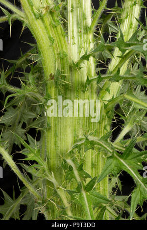 Stem flattening 'fasciation' on a spear thistle, Cirsium vulgare, flowering plant, Berkshire, June Stock Photo