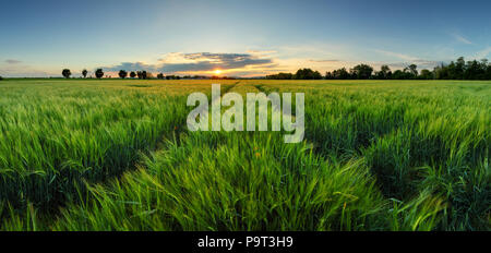Sunset over wheat field with path Stock Photo