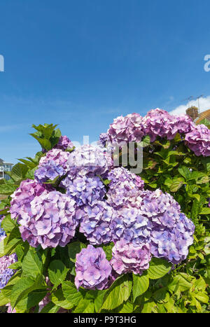 Pink and blue Mophead Hydrangeas (Hydrangea macrophylla) blooming in Summer in West Sussex, England, UK. Hydrangea flowers portrait. Stock Photo