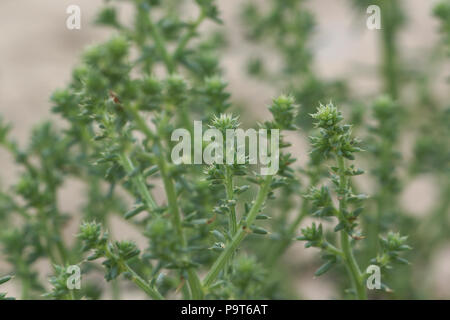 Salsola kali subsp. kali (Prickly Saltwort) Stock Photo