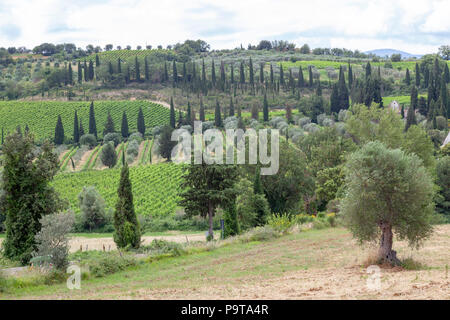 The Tuscan countryside in the vicinity of the Sant'Antimo abbey (Montalcino - Tuscany - Italy). La campagne Toscane dans les environs de l'abbaye de S Stock Photo