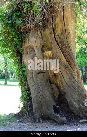 Green man face carved into a tree trunk Stock Photo