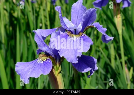 Iris Sibirica Ego Siberian iris ego bloom flower head Stock Photo