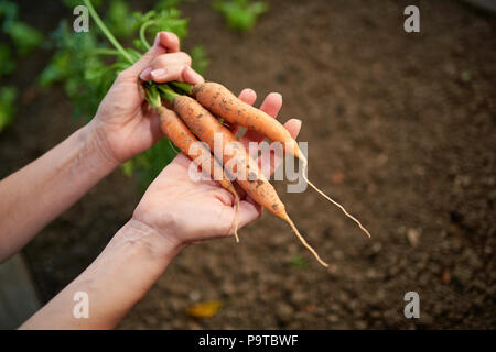 Woman hands holding bunch of freshly picked carrots from the garden Stock Photo