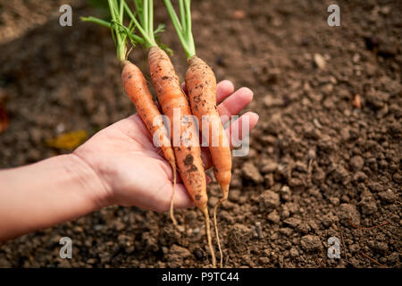 Woman hands holding bunch of freshly picked carrots from the garden Stock Photo