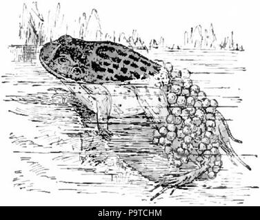 . English: Drawing of Alytes obstetricans (midwife frog; obstetrical toad) in pond with eggs attached to its legs . published 1905 336 Collier's Midwife Frog Stock Photo