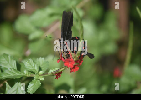 Cute black and red butterfly about to land on a flower Stock Photo