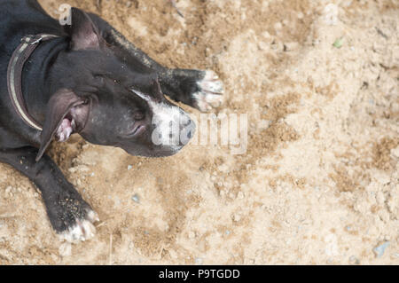 Black Pit bull puppy funny play sand background Stock Photo