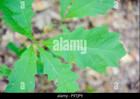 oak plant seen from above Stock Photo
