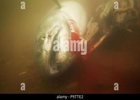 Fishing, salmon, Kamchatka peninsula Stock Photo