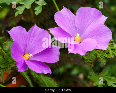 Lilac blue flowers of the Australian evergreen blue hibiscus shrub, Alyogyne huegelii 'Santa Cruz', Stock Photo