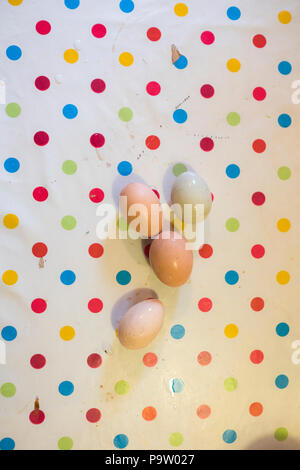 four freshly laid chicken eggs lie on a plastic table cloth covered with brightly coloured dots Stock Photo