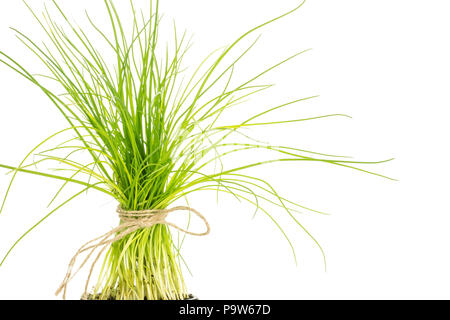 Fresh chives bunch tied by rope close-up isolated on white background Stock Photo