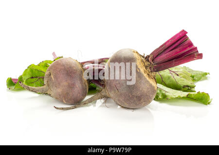 Red beet with cut tops two young bulbs and green leaves isolated on white background Stock Photo