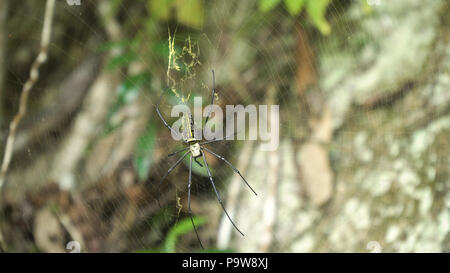 Large tropical spider,nephila golden orb in the web. Golden SIlk Orb Weaving Spider waiting on her web. Nephila pilipes. Philippines. Stock Photo