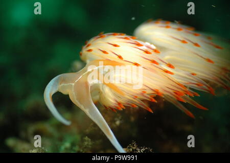 A sea rabbit Stock Photo - Alamy