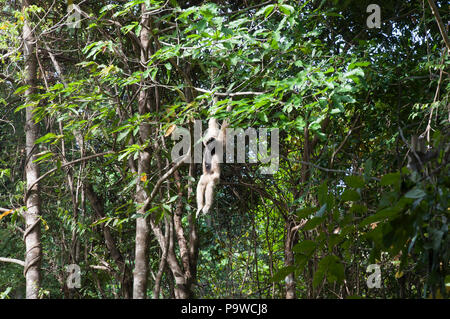 Siem reap Cambodia, female pileated gibbon swinging on a tree branch in forest Stock Photo