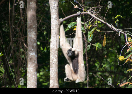 Siem reap Cambodia, female pileated gibbon swinging on a tree branch Stock Photo