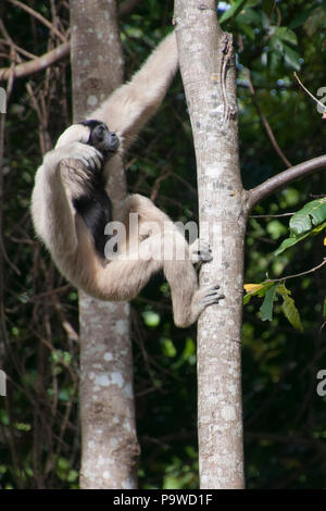 Siem reap Cambodia, female pileated gibbon climbing a tree in forest Stock Photo