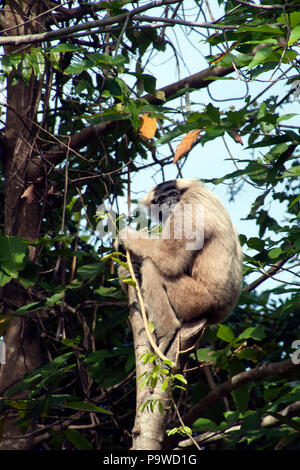 Siem reap Cambodia, female Pileated Gibbon sitting in a tree branch Stock Photo