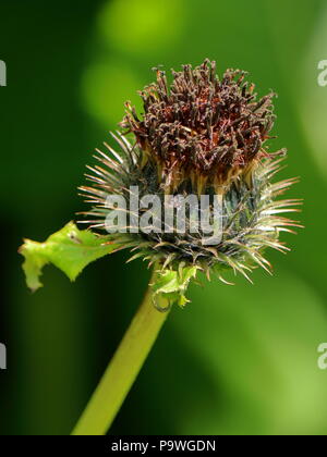 Costus, species of thistle, medicinal plant native to India Stock Photo